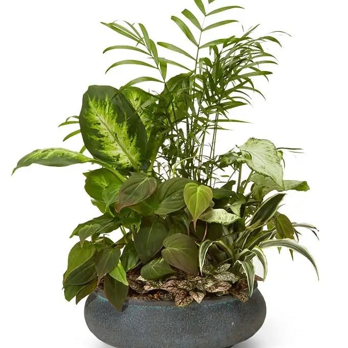 Dish Garden
