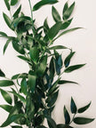 Ruscus Garland