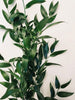 Loose Ruscus Greenery Centerpieces