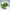 Pothos Plant