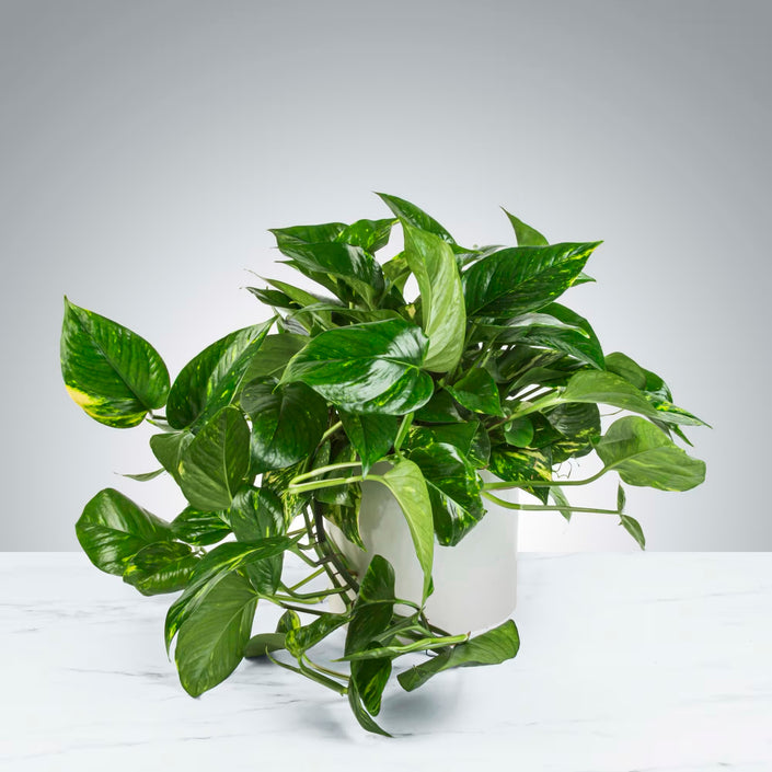 Pothos Plant