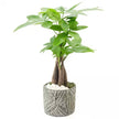 Money Tree