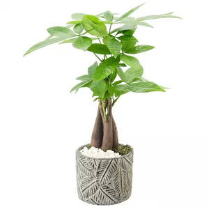 Money Tree
