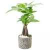 Money Tree
