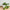 Pothos Plant