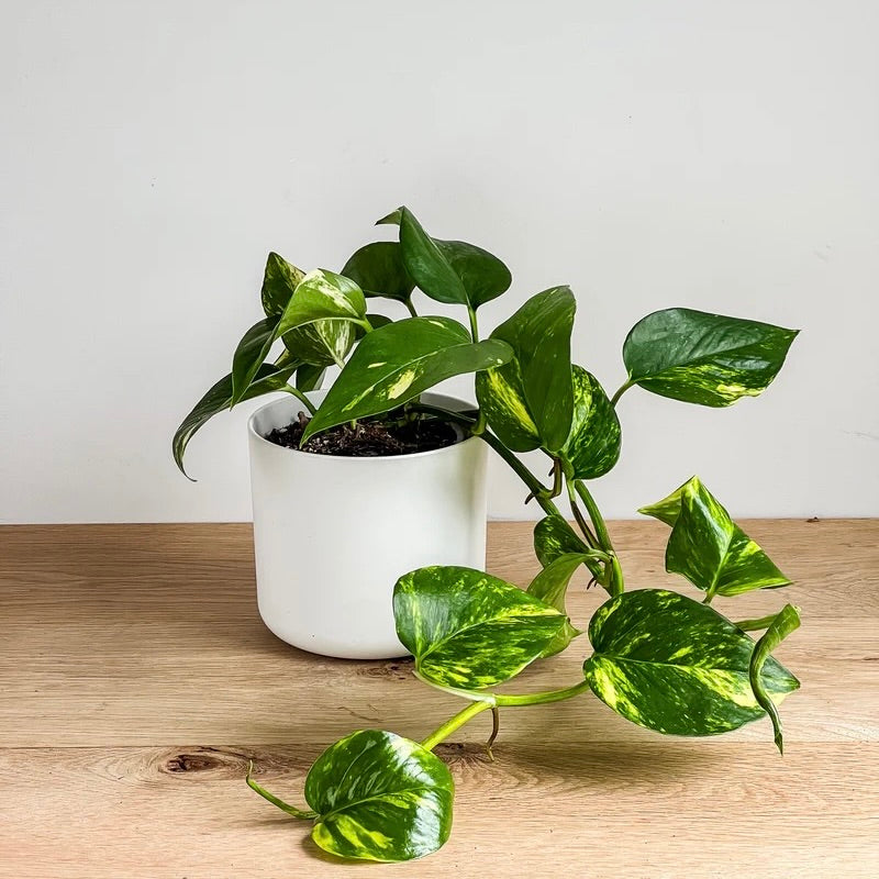 Pothos Plant