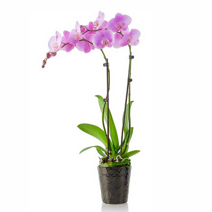 Elegant Orchid