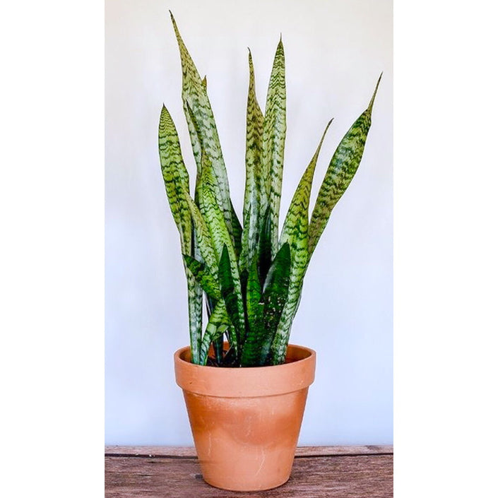 Snake Plant