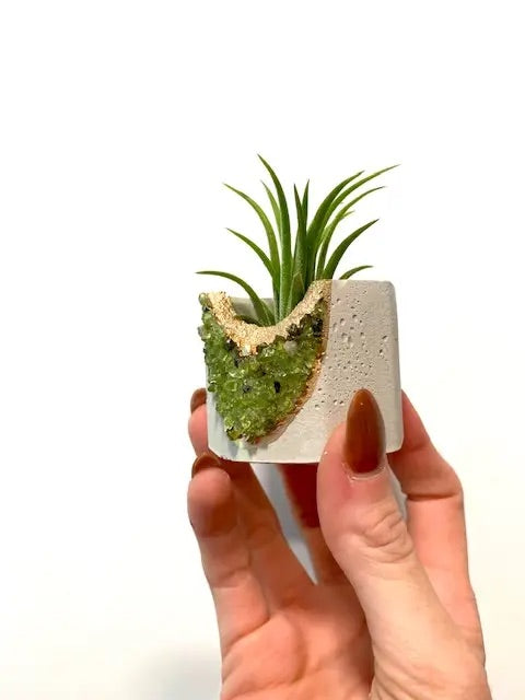 Air Plant in Crystal Geode Planter