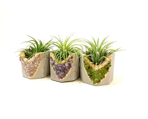 Air Plant in Crystal Geode Planter