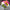 Designer's Choice- Bright & Colorful