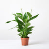 Modern Peace Lily