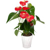 Anthurium