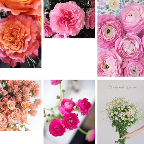 The Pinks and Coral Collection