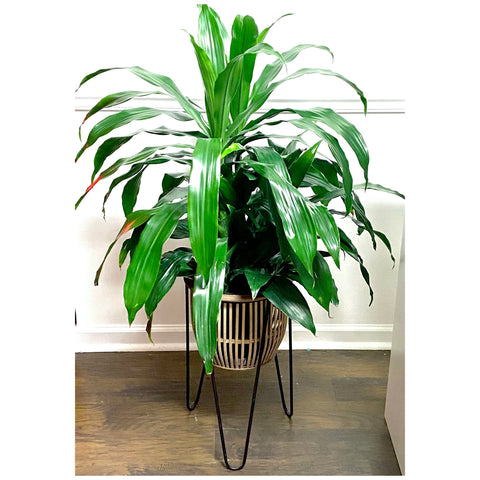 Dracaena in Plant Stand