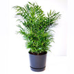 Palm Houseplant