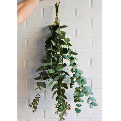 Eucalyptus Shower Bundle